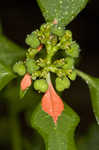 Mexican fireplant <BR>Painted-leaf